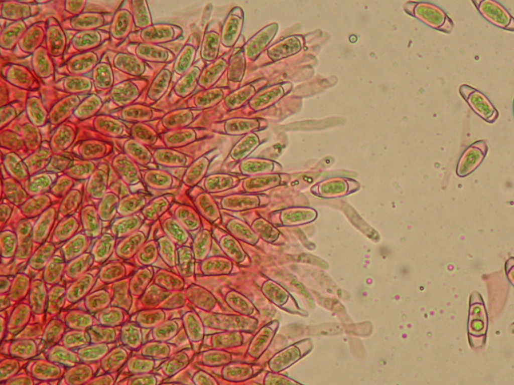 Sar� facile ....  ???   Quizzzz